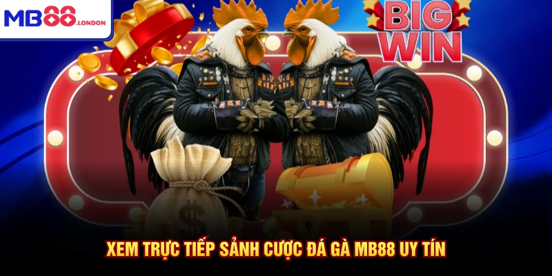 Xem trực tiếp sảnh cược đá gà MB88 uy tín